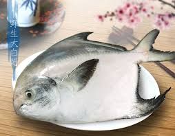 野生大白鯧秤重報價
