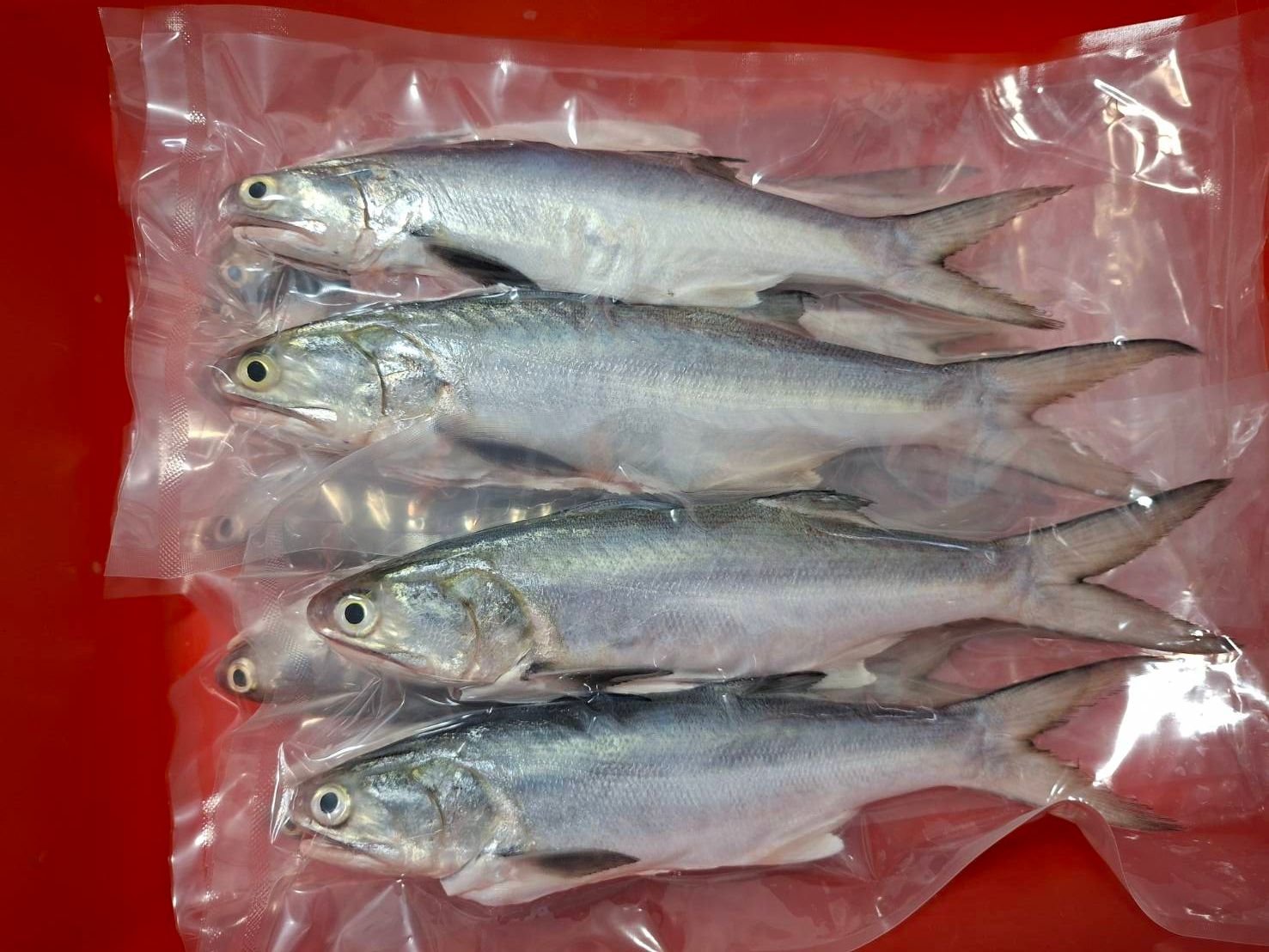 船釣正野生午仔魚