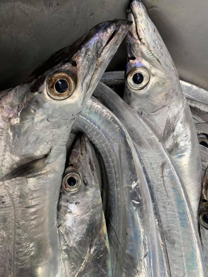 白帶魚（處理好）