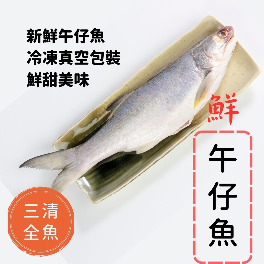 午仔魚