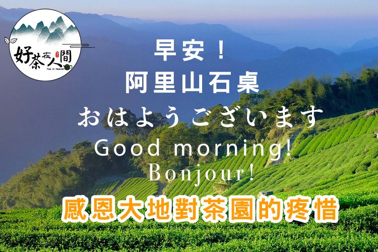 【好茶在人間】阿里山石卓-雅仕烏龍茶-清香-四兩裝-150g