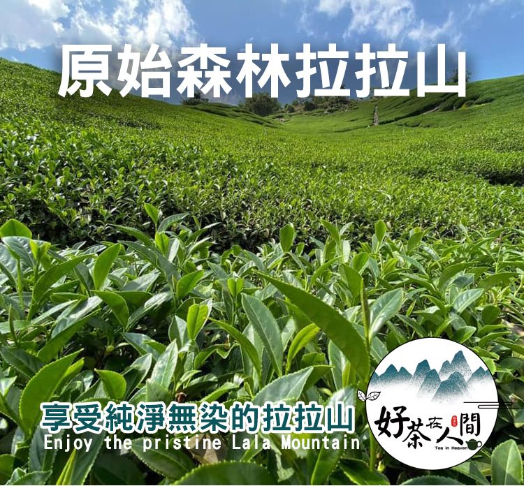 【好茶在人間】春茶拉拉山-蜜桃清香烏龍茶-四兩裝