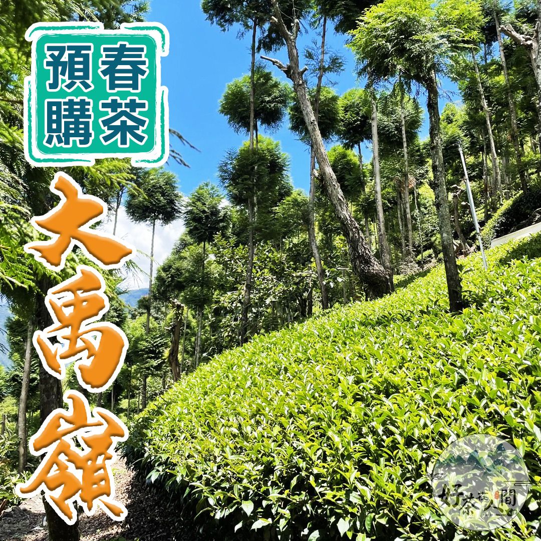 【霸王冷虹】頂級大禹嶺-春茶預購（一斤）