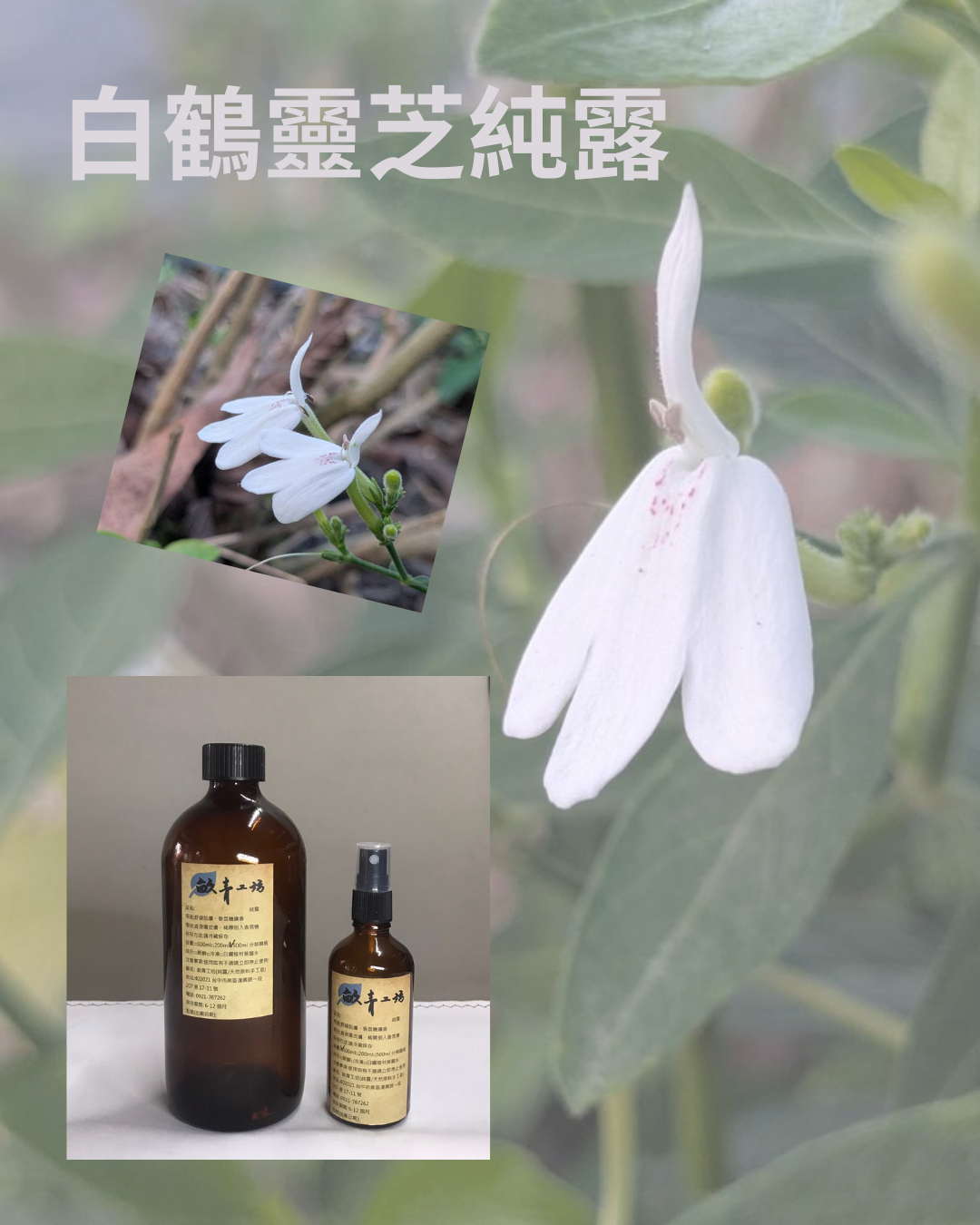 白鶴靈芝純露/製作日期20251019