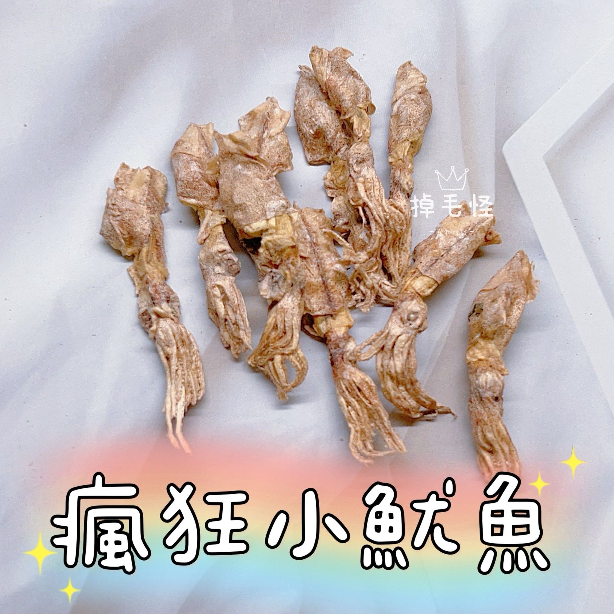 【掉毛怪🚚瘋狂小魷魚】