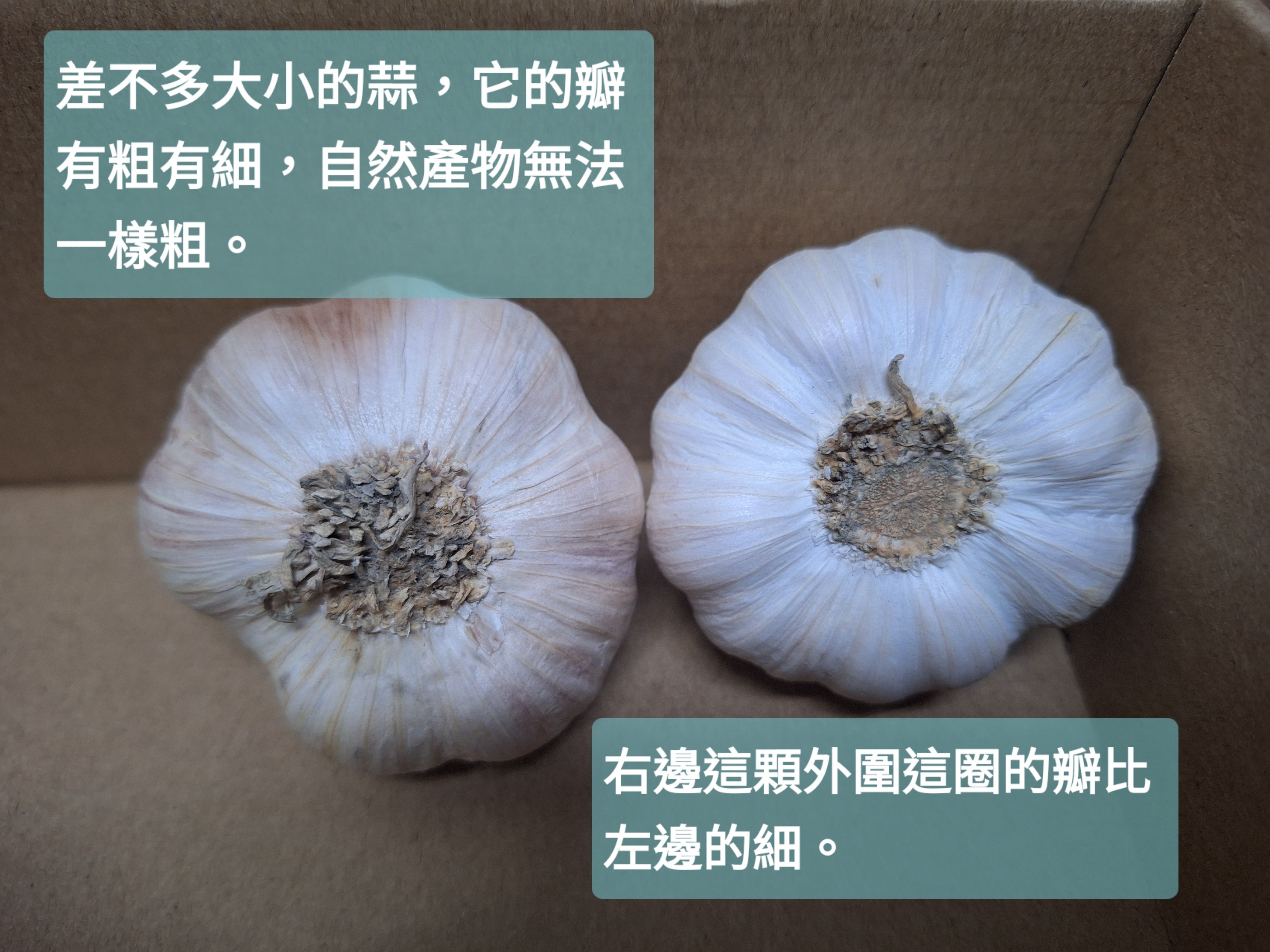 雲林黑葉蒜頭（有整理）