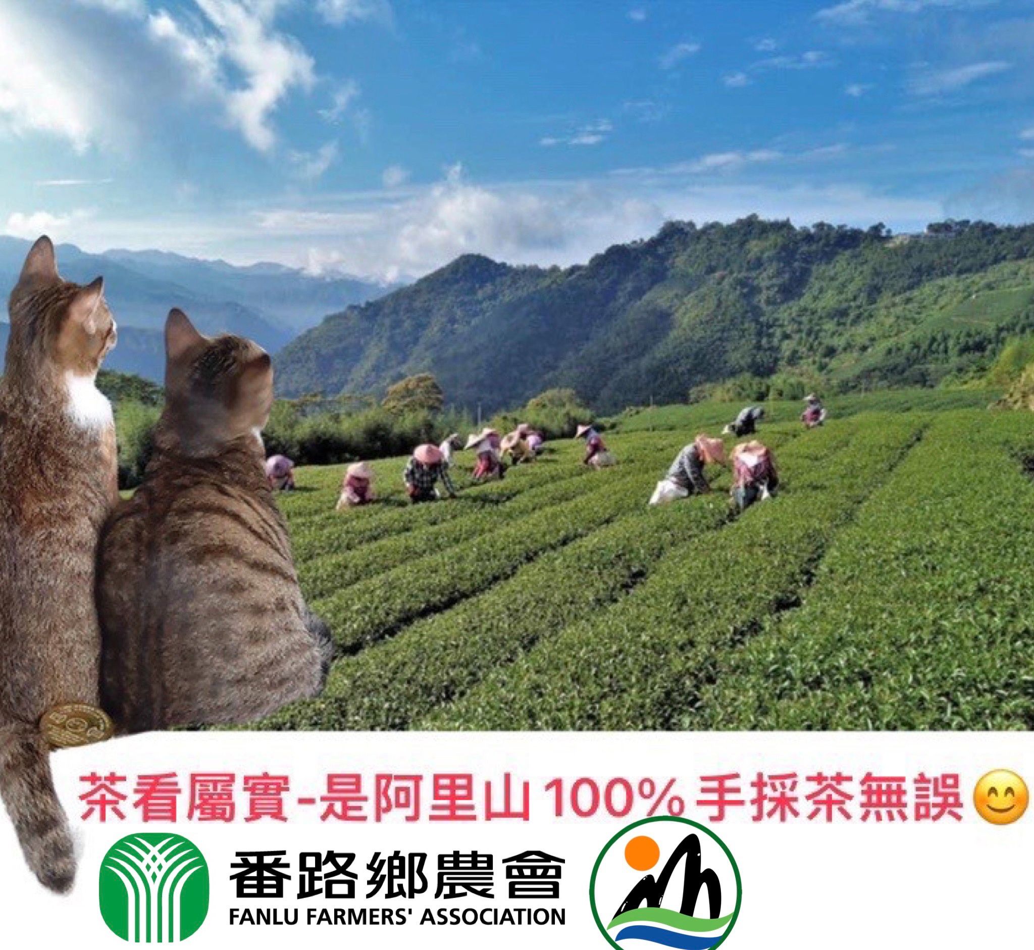 阿里山/小葉種-蜜香紅茶/簡約包裝（1斤免運）
