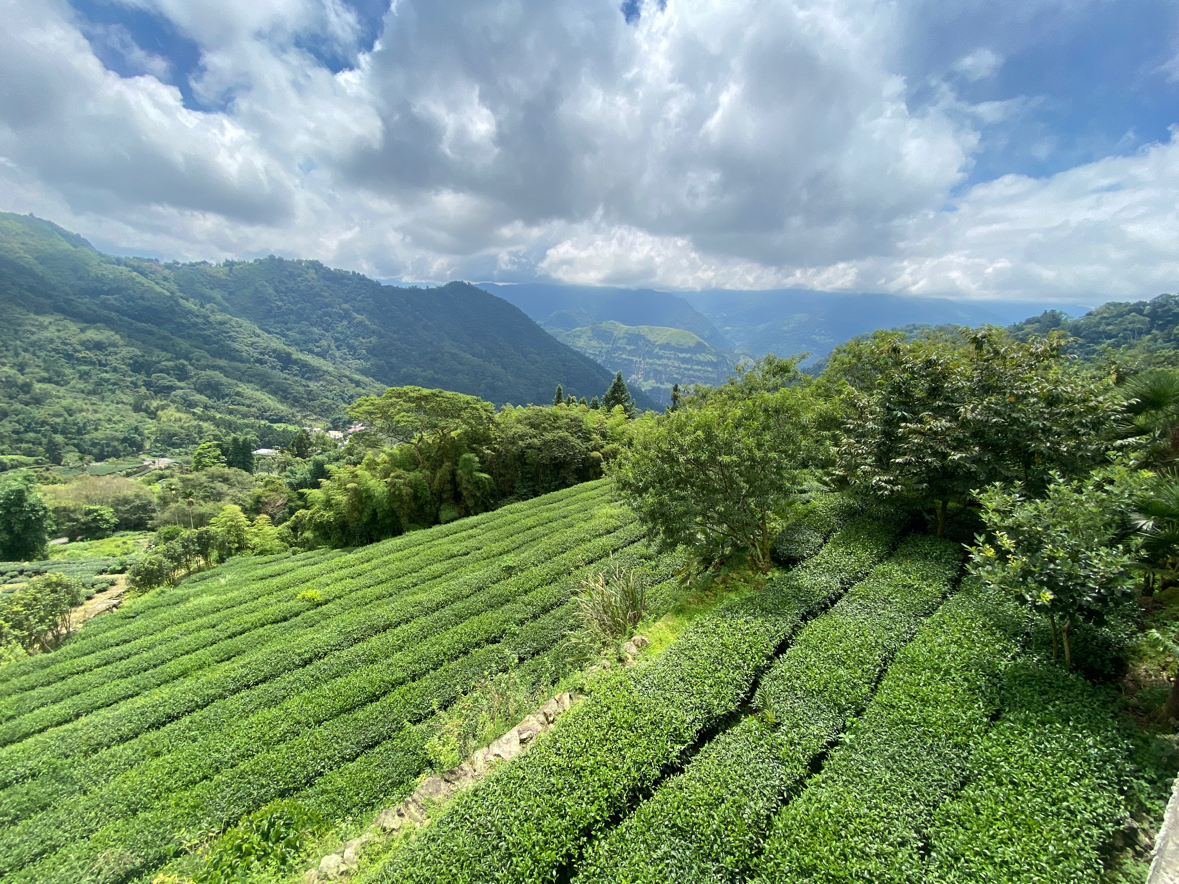 100%阿里山茶區-手採《烏龍》原葉茶包