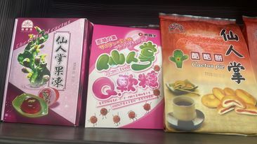 仙人掌系列