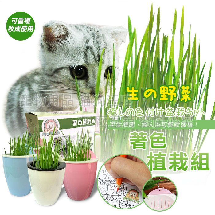 貓草著色植栽組