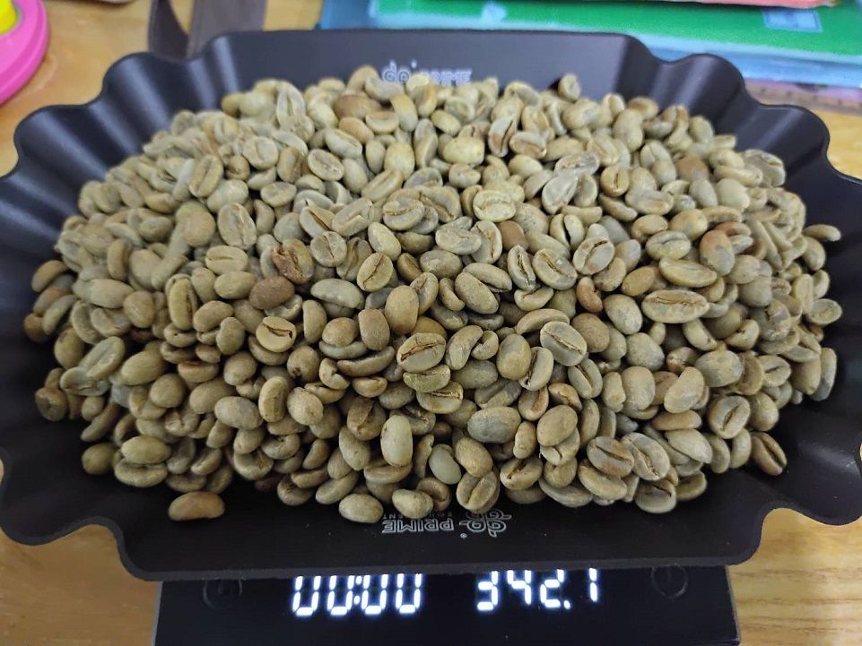 薩爾瓦多 哈坡特斯莊園 雷神批次 蜜處理 紅波旁