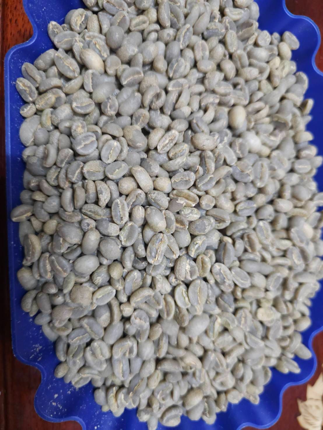 衣索比亞 果美 吉瑪莉姆 甜檸檬計畫 水洗寶貝藝伎 最新批次
