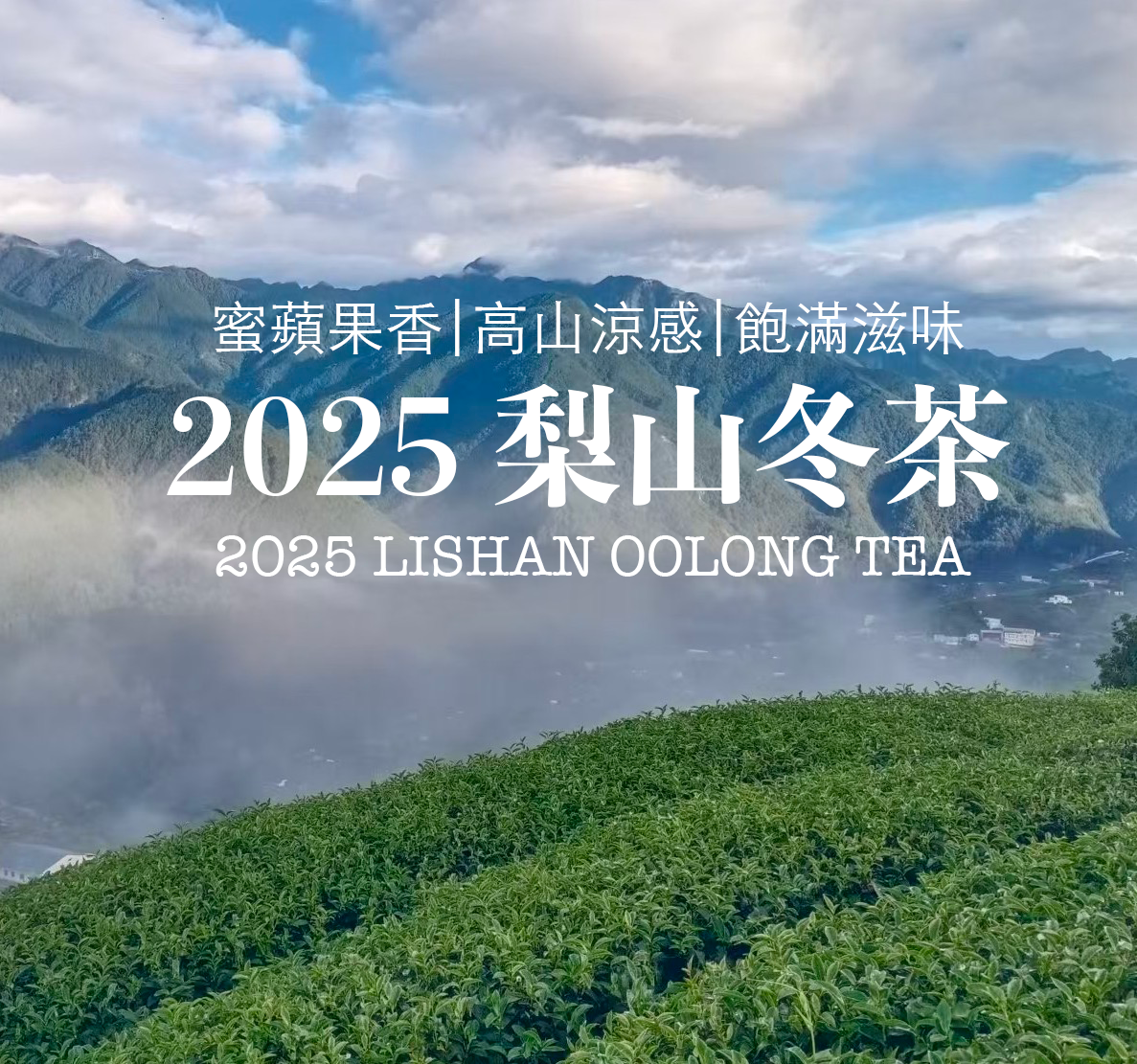 【台灣梨山烏龍茶】梨山冬烏龍 | 2025年冬 沁涼烏龍 回甘綿長