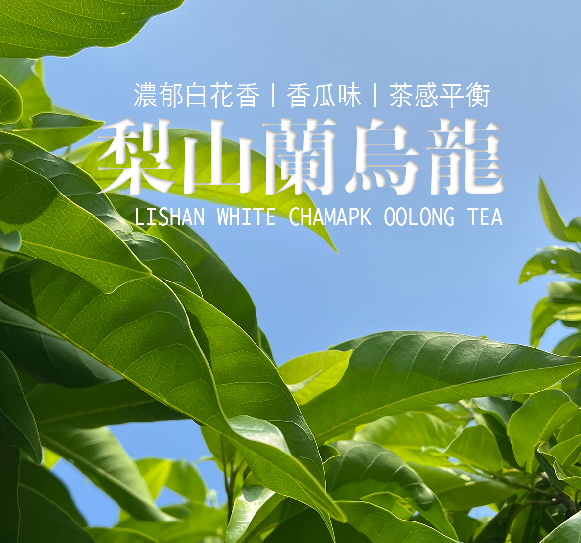 【台灣梨山烏龍茶】四季花時｜梨山玉蘭烏龍茶，台中限定風味
