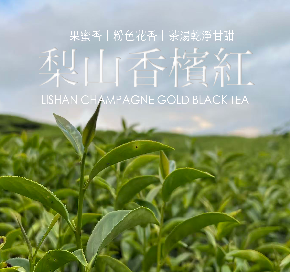 【台灣紅茶】梨山香檳紅 | 小綠葉蟬的結晶 蜜甜果香的紅茶
