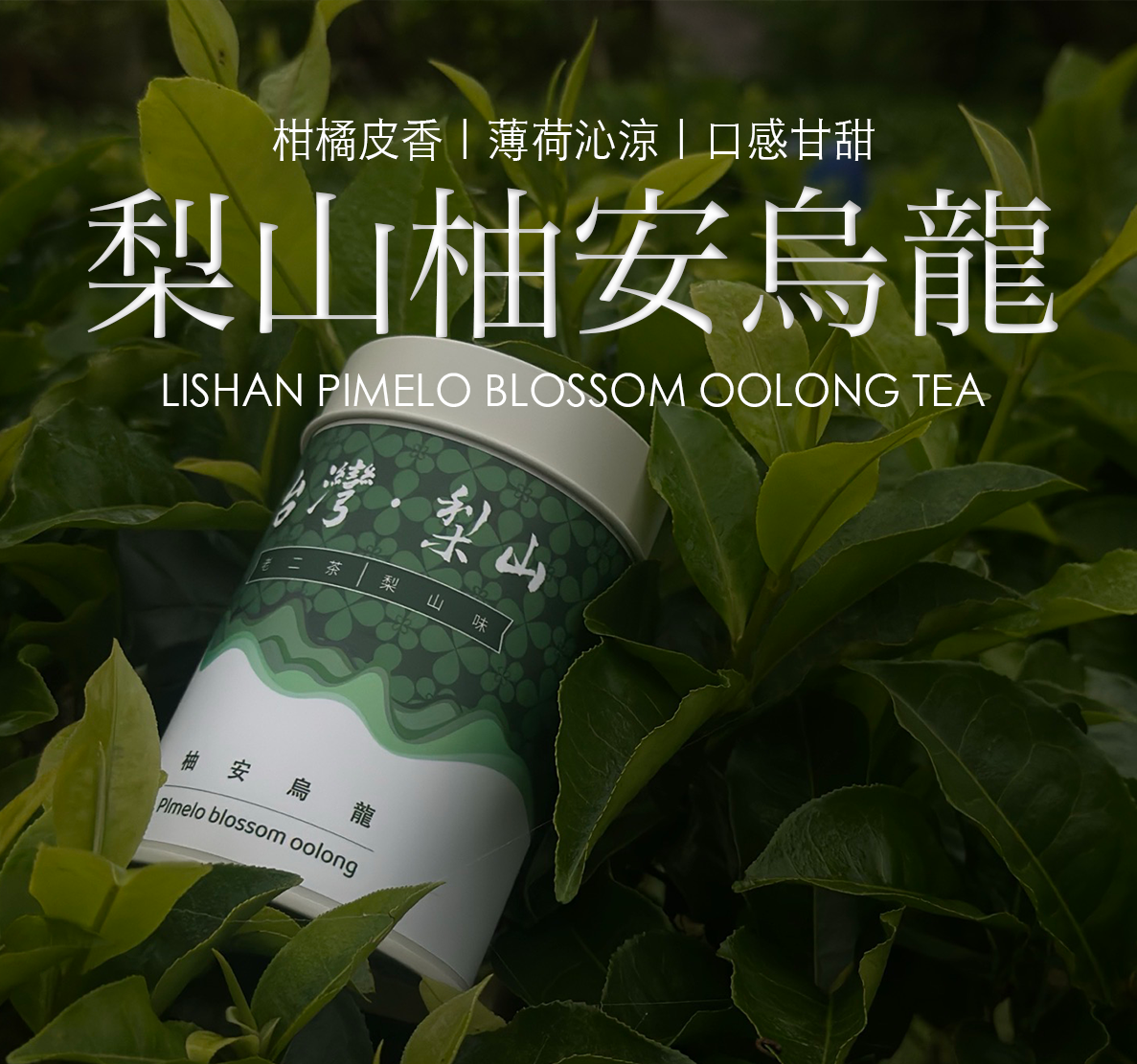 【台灣梨山烏龍茶】四季花時｜梨山柚安烏龍茶，春天限定小白花