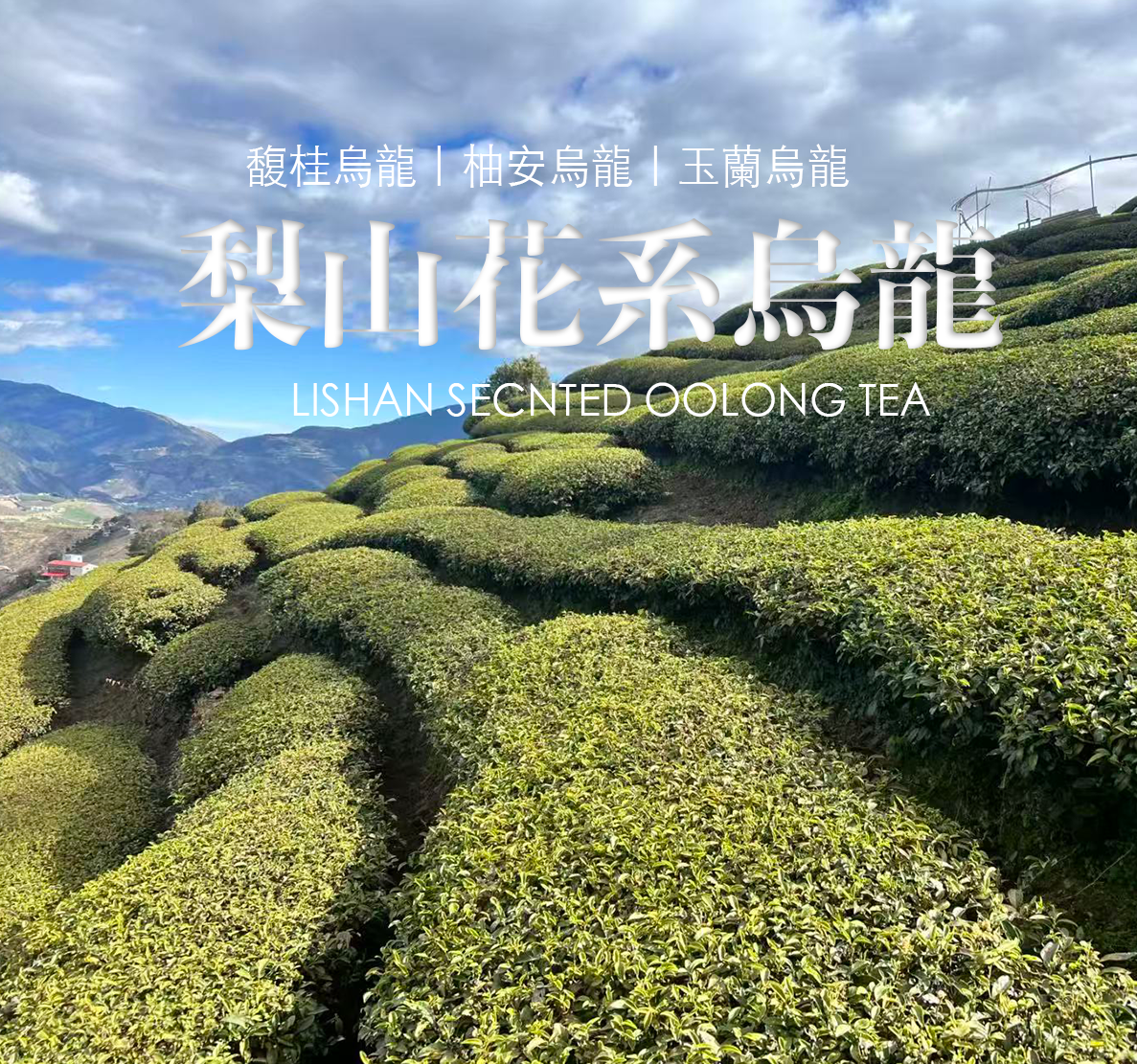 【台灣梨山烏龍茶】四季花時｜日常品飲好朋友 窨花茶 12入 自飲裝