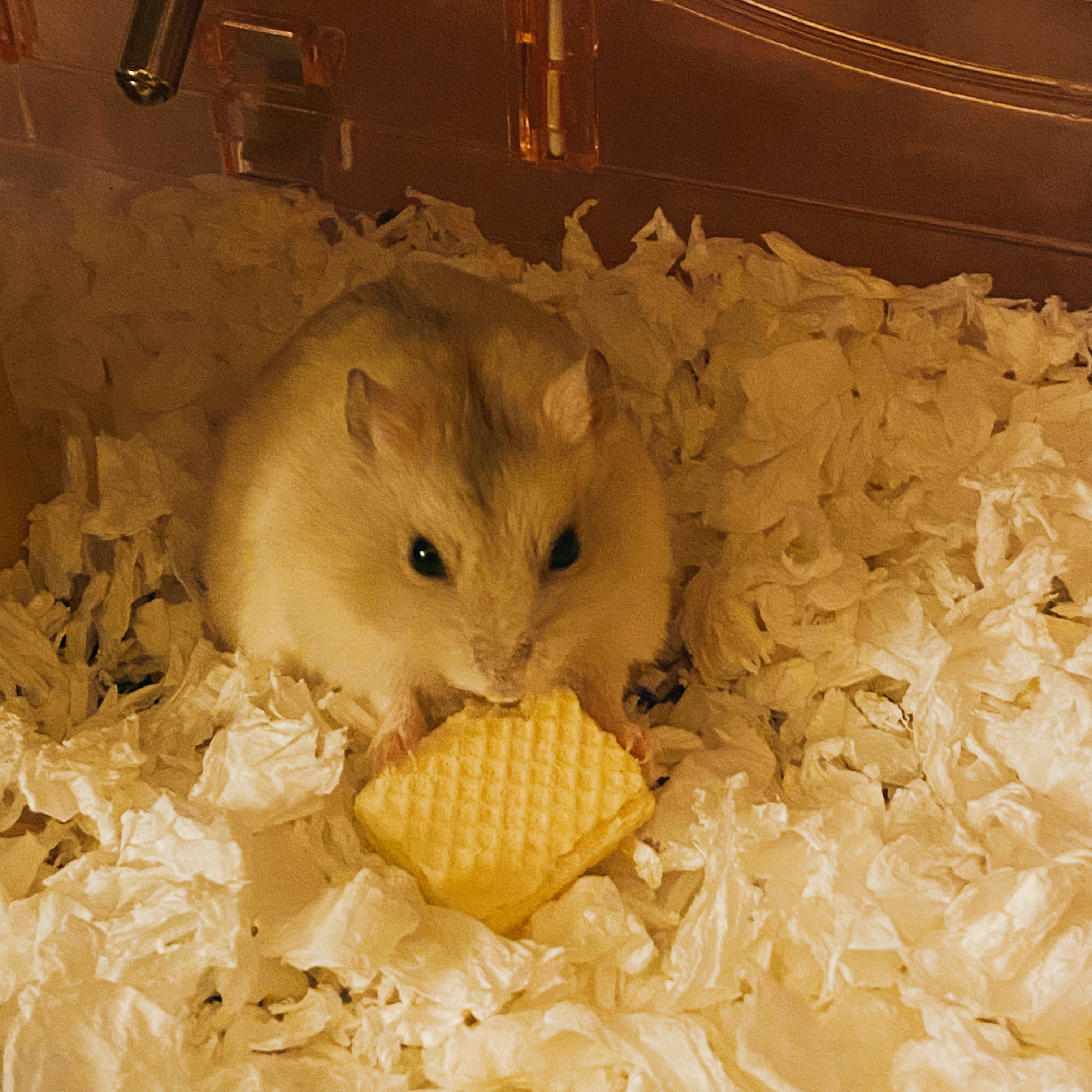 🐹 夾心威化餅（躺手救星🤩哇勒跟哇噻超愛!!