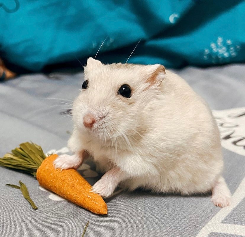 （特價）紅蘿蔔磨牙🥕（一組/3個）