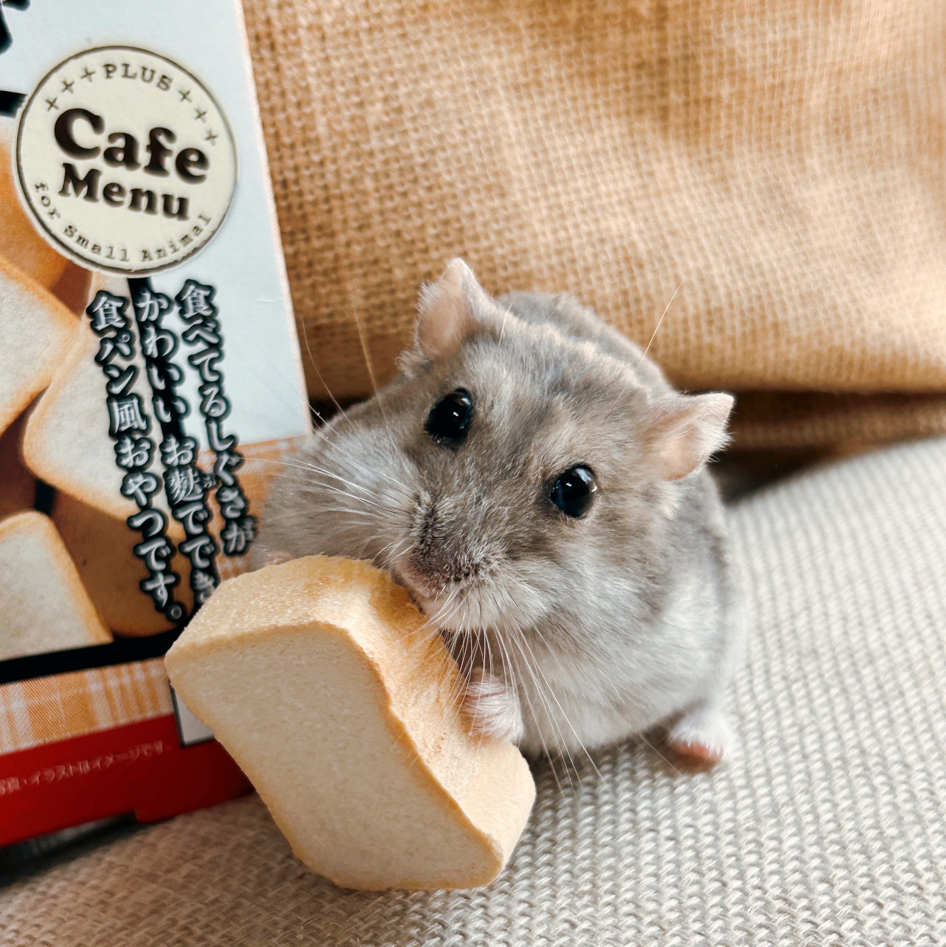 吐司司司🍞小鼠愛爆