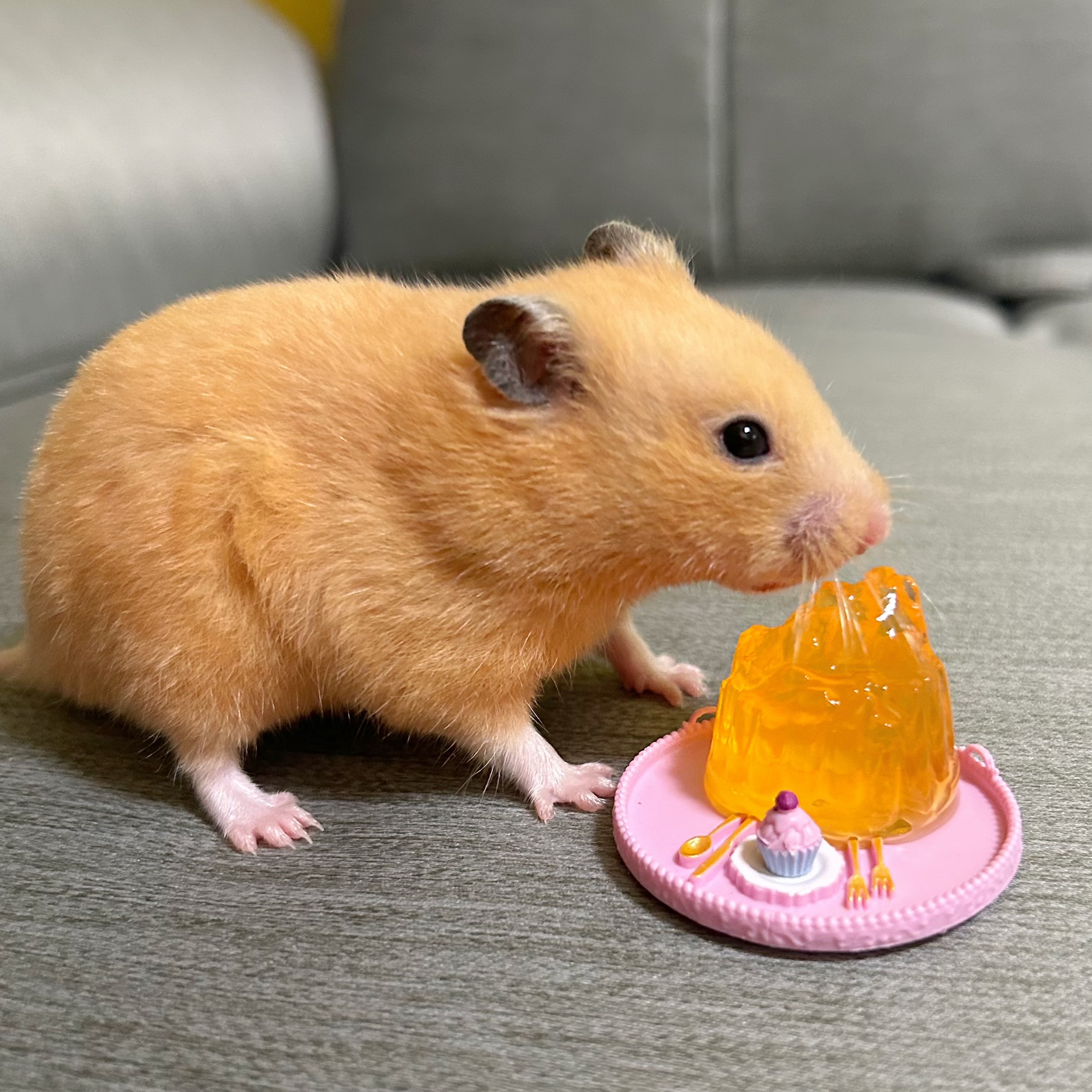 ㄉㄨㄞㄉㄨㄞ果凍🍮