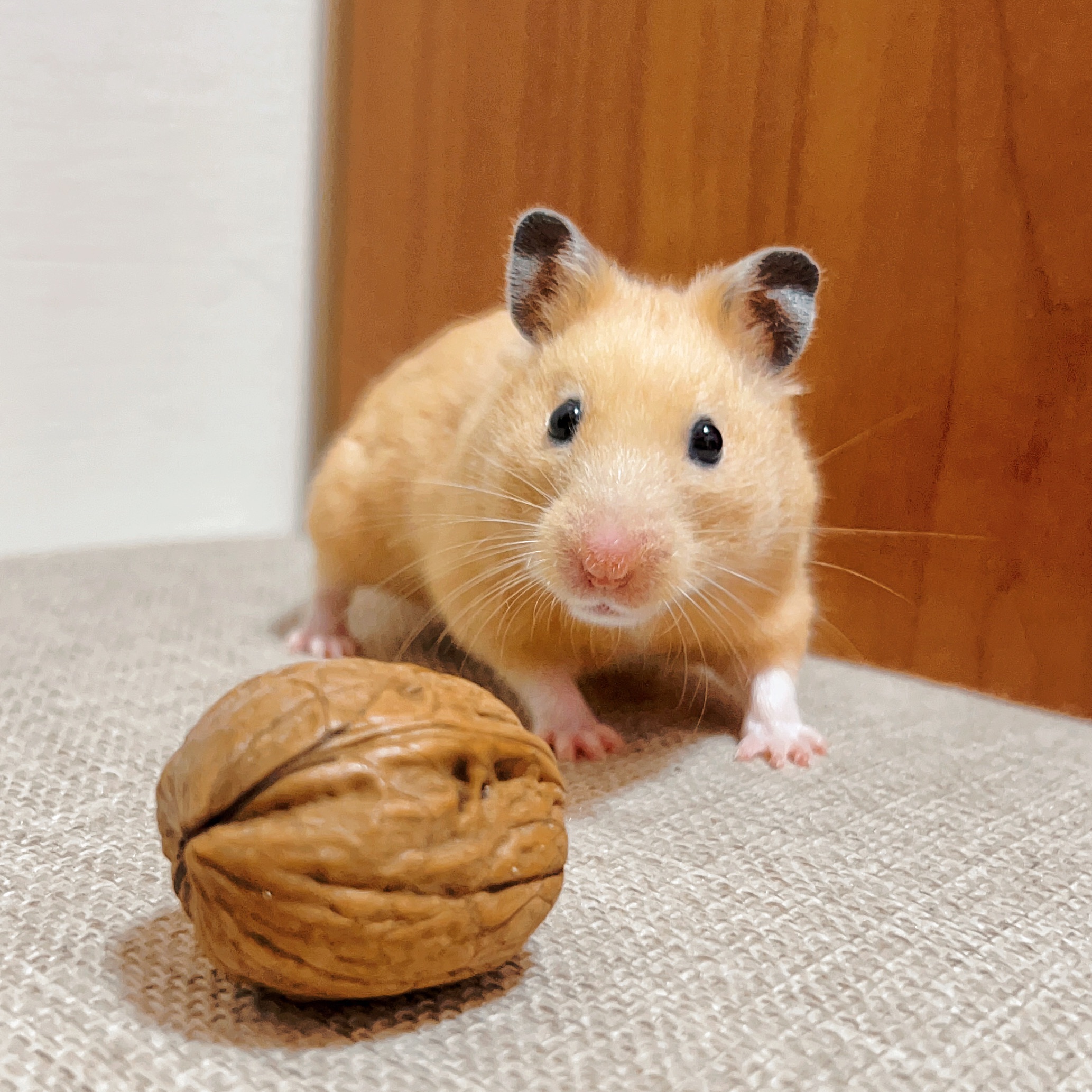 核桃本人🐿️