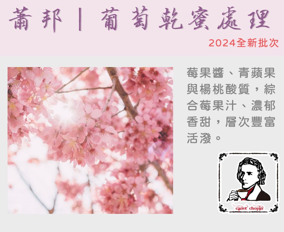 哥斯大黎加｜蕭邦｜葡萄乾慢乾處理法｜2024新產季到貨