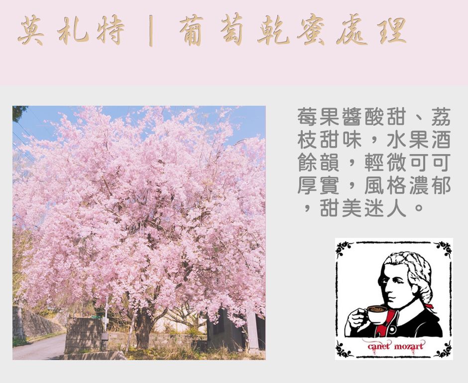 【強力推薦】哥斯大黎加｜卡內特莊園｜莫札特｜葡萄乾蜜處理｜2024四月新產季到貨