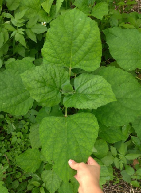 【臭茉莉植栽】約10吋大（30公分）