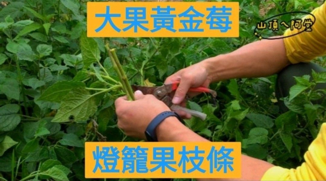 【大果黃金莓燈籠果-枝條】 超好種！