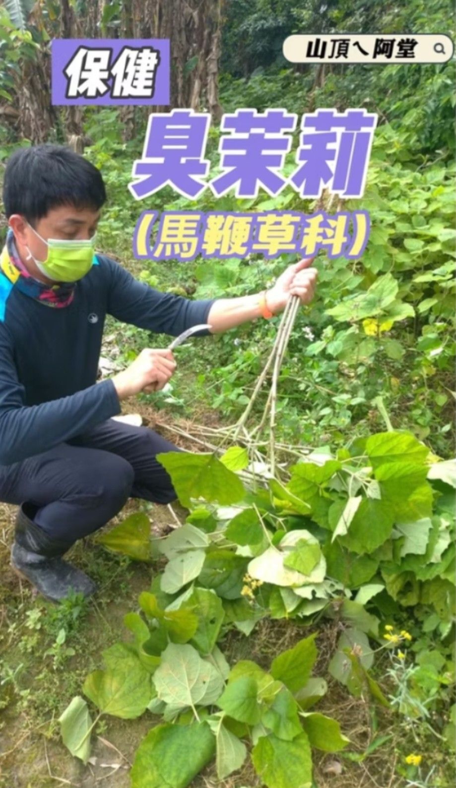 【臭茉莉】山茉莉“根莖”，無農藥，保健植物