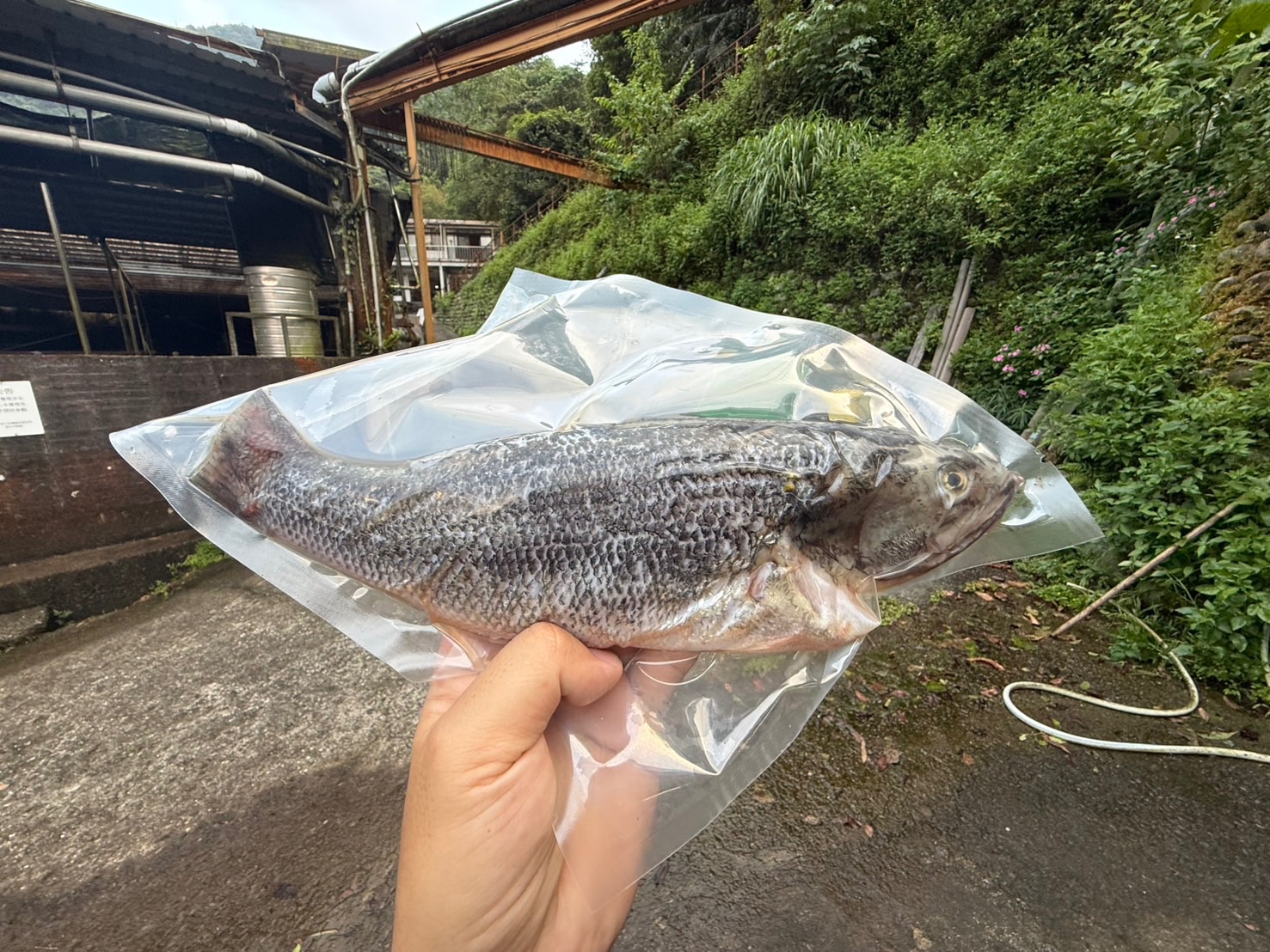 高山珍珠鱸魚