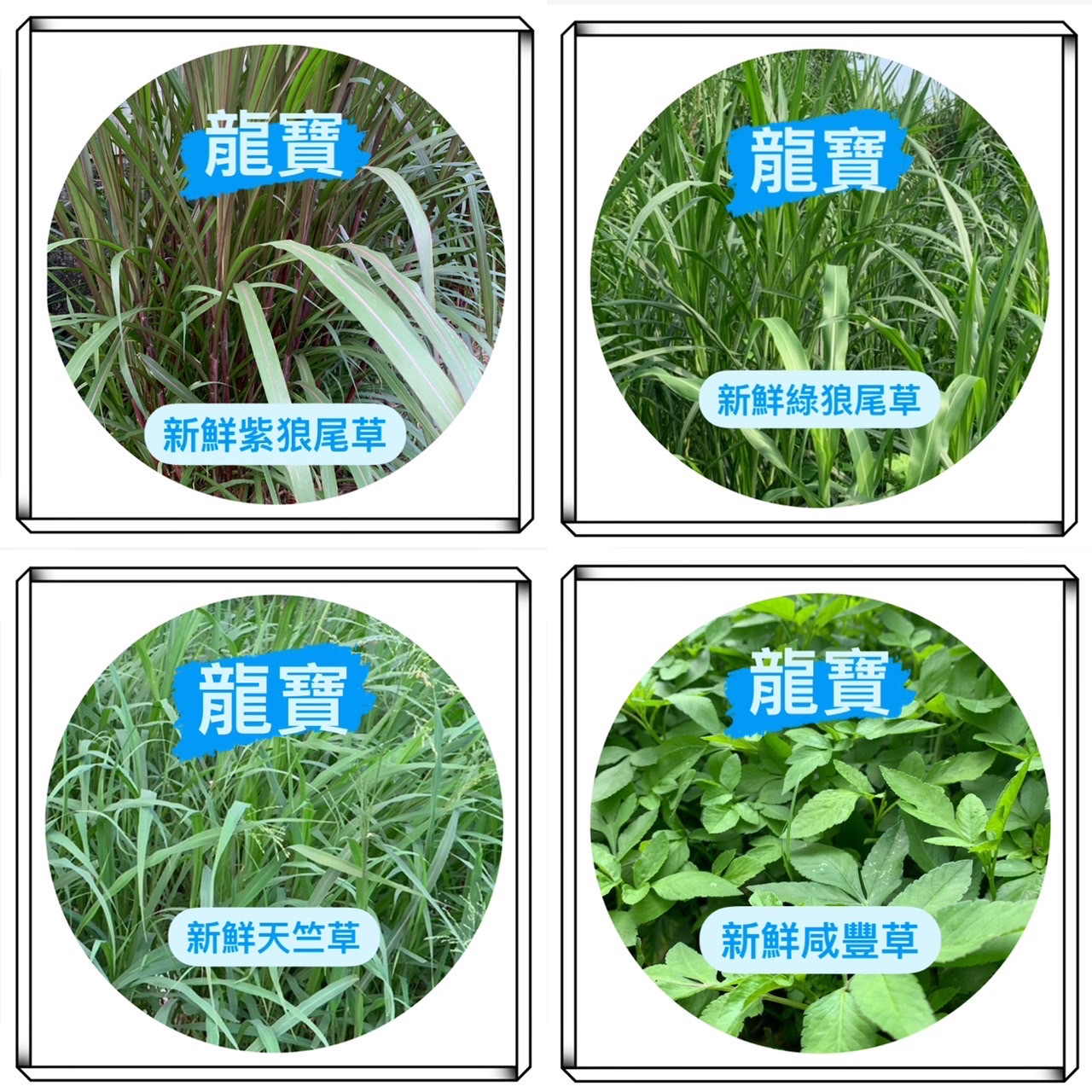 龍寶🔥現貨速出🔥紫狼尾草🐇 綠狼尾草 牧草 狼尾草 天竺草 咸豐草 新鮮牧草