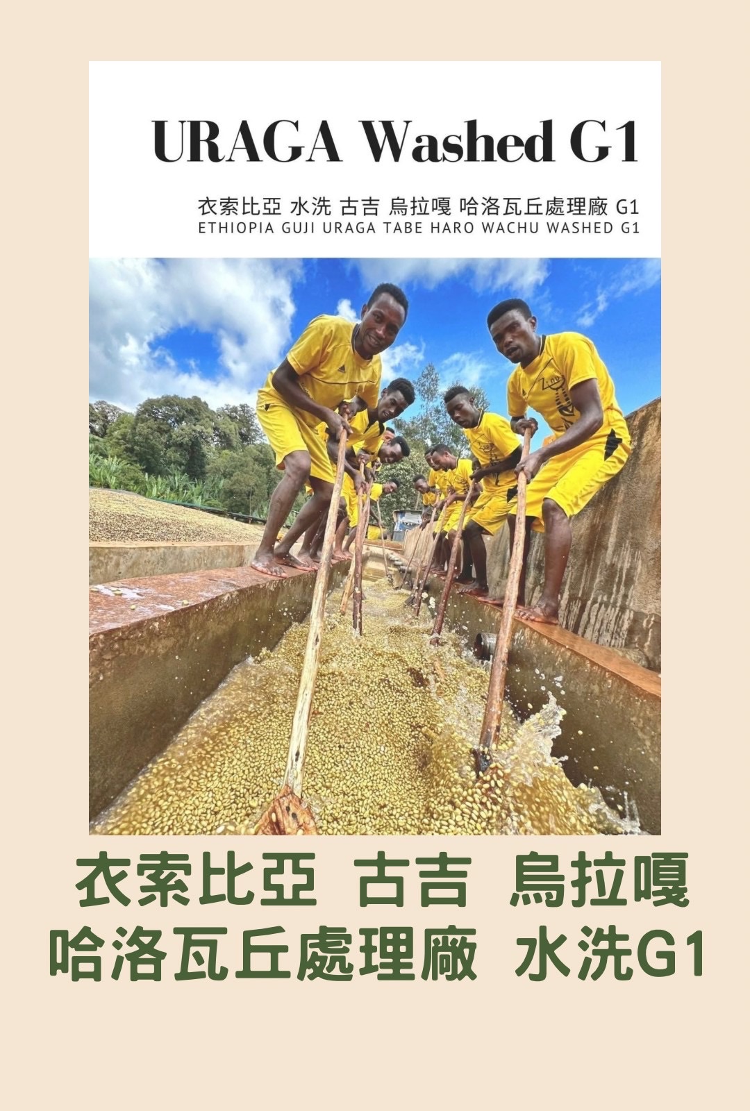 衣索比亞 古吉 烏拉嘎 哈洛瓦丘處理廠 水洗G1