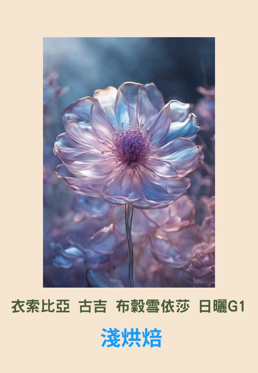 衣索比亞 古吉 布穀雪依莎 日曬G1