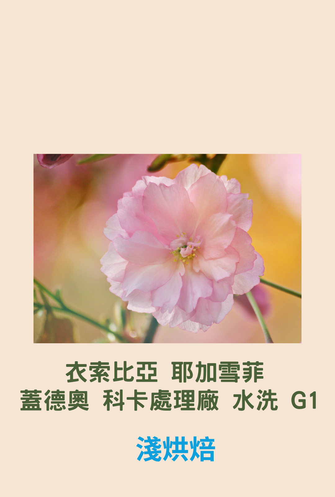 衣索比亞 耶加雪菲 蓋德與 科卡處理廠 水洗 G1