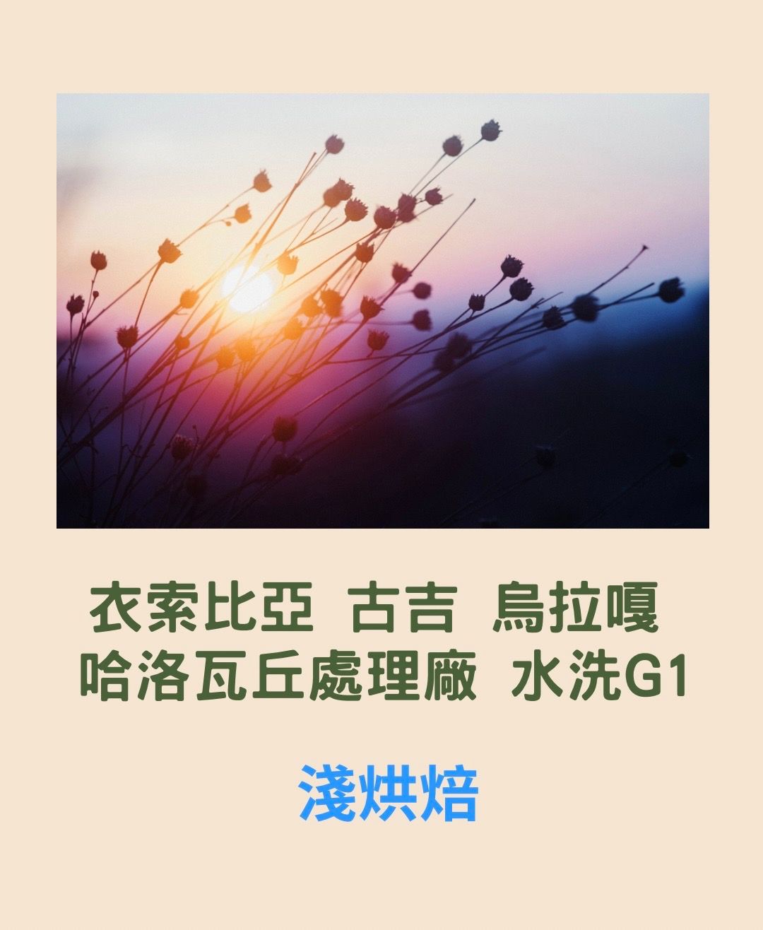 衣索比亞 古吉 烏拉嘎 哈洛瓦丘處理廠 水洗G1