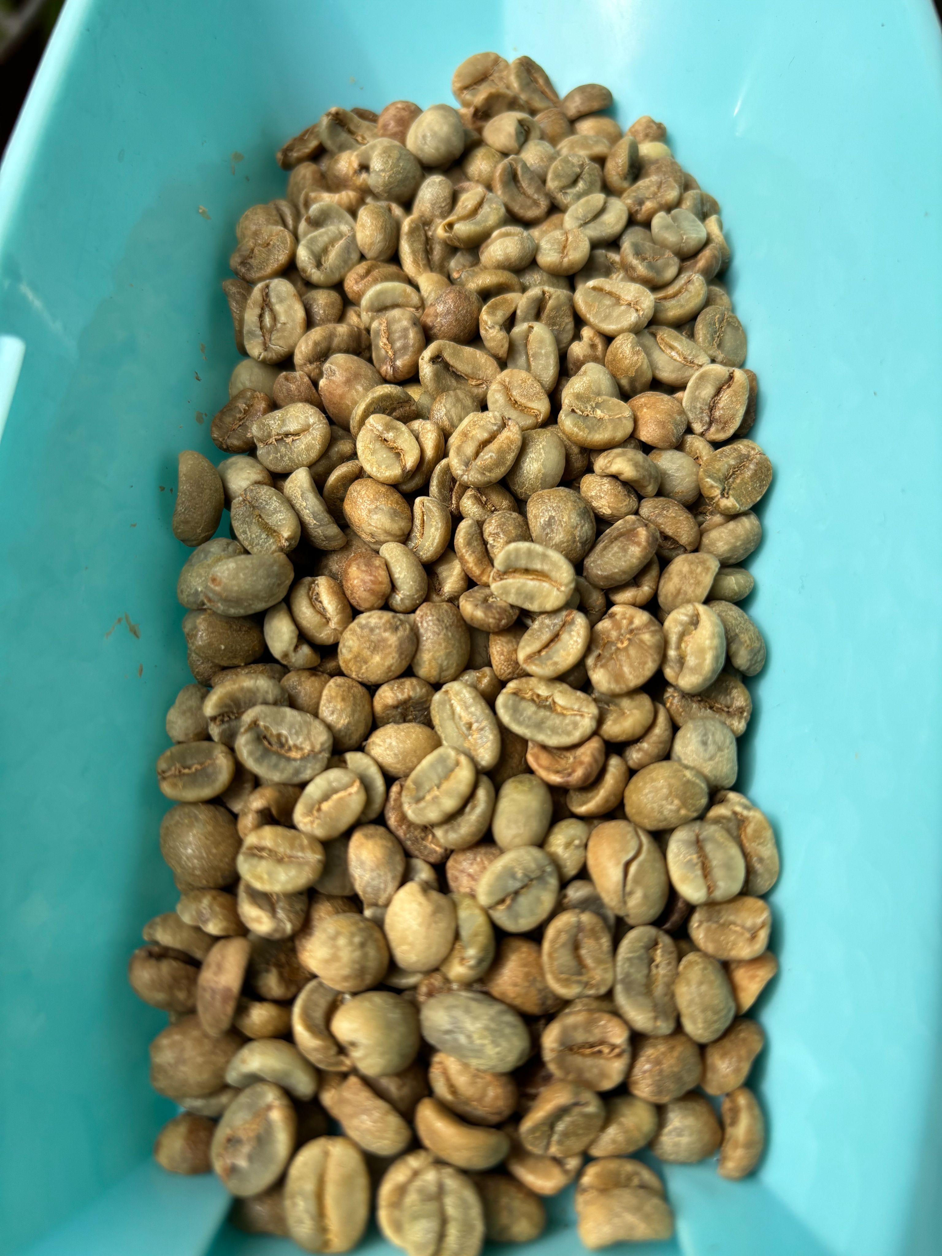 哥斯大黎加 米拉蘇莊園 卡杜拉