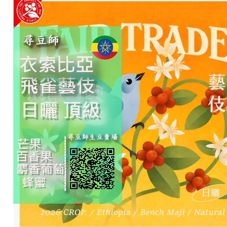 衣索比亞 日曬 飛雀藝伎