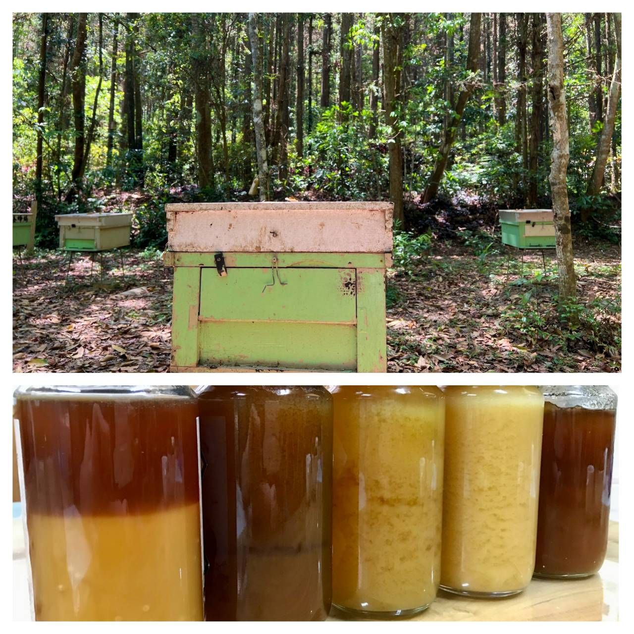 【生蜂蜜_待採收到貨後寄出喔】自然熟成森林結晶蜜（750g玻璃瓶裝）_來自無污染的高山森林保護區