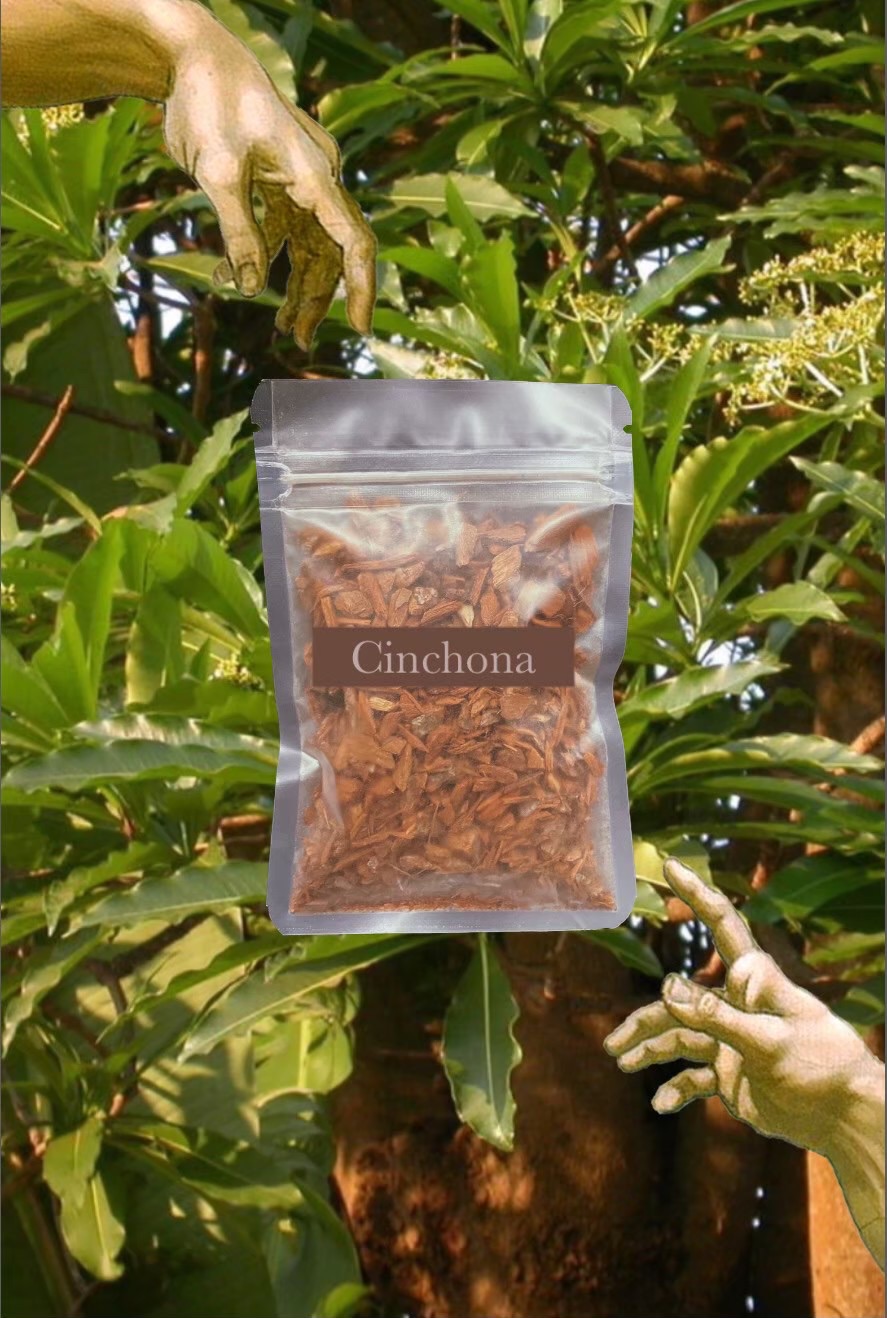 🪵Cinchona 雞納樹