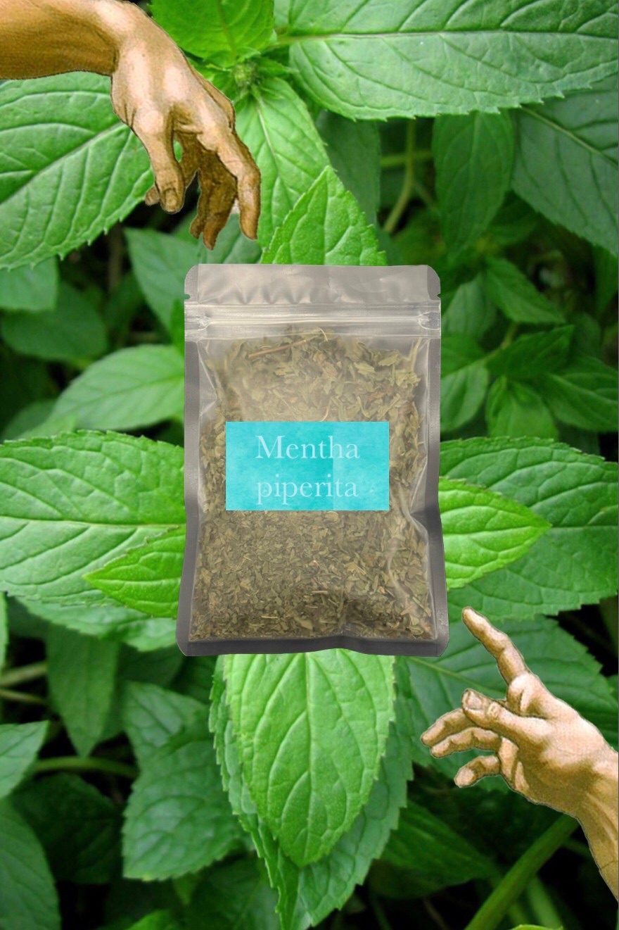 ☘️ Peppermint 胡椒薄荷 萬用型植物