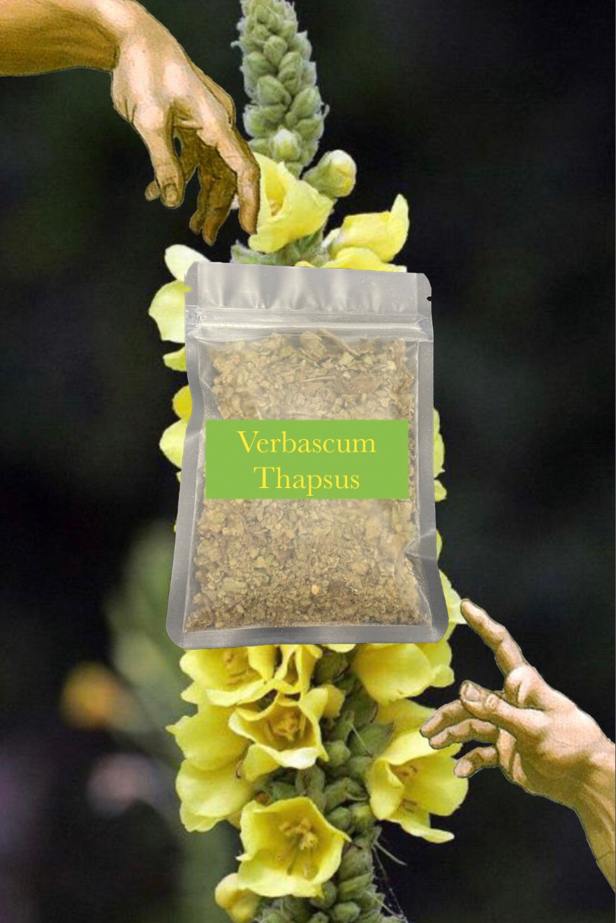 🌼 Mullein （ Verbascum thapsus ）毛蕊花 薩滿的火炬