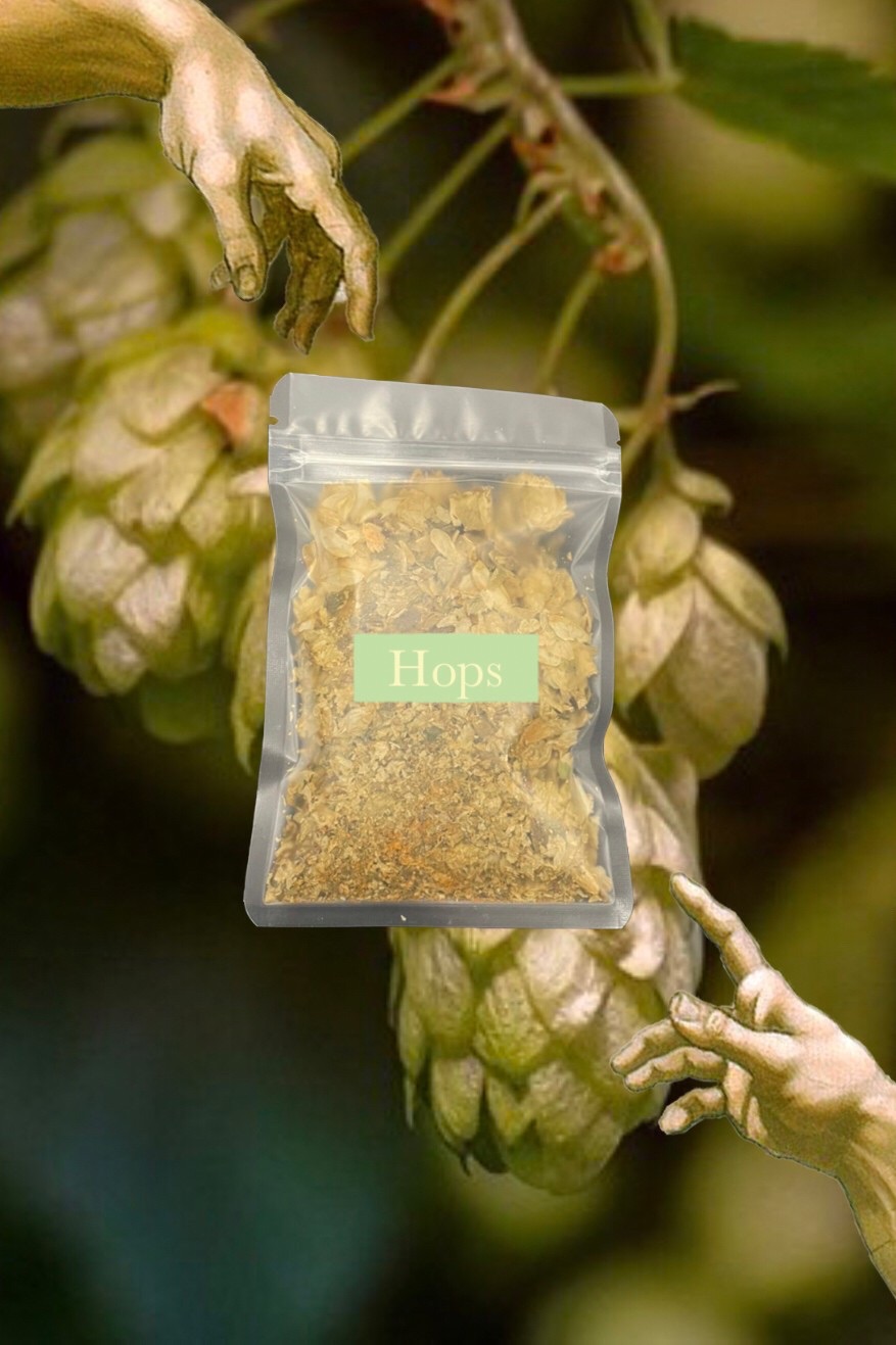 🍺 Hops啤酒花  （Humulus lupulus）古法替換