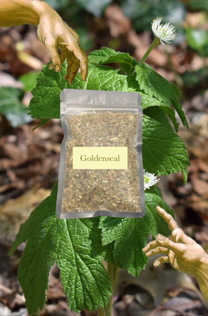 💛金色印草 20g