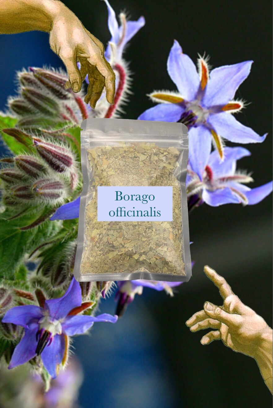 💧Borago officinalis琉璃苣 口感提升搭配