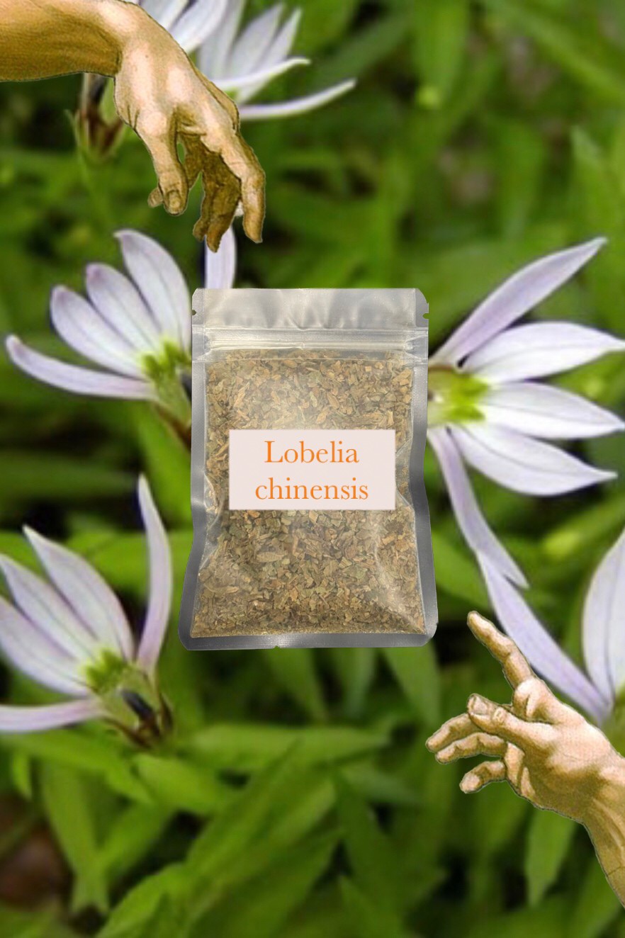 🇮🇳Lobelia inflata 半邊蓮 印度