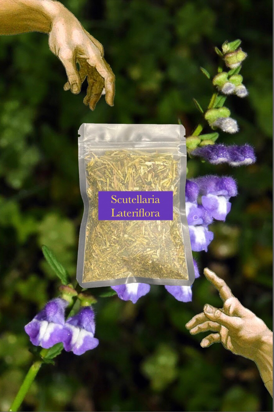 ☀️Lobelia chinensis 北美黃苓