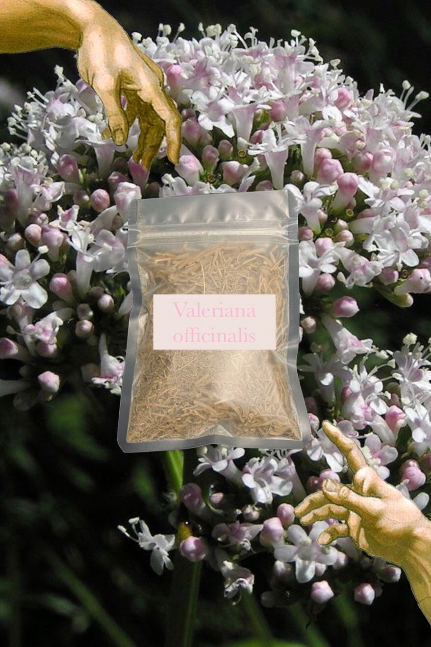 😴Valeriana officinalis 纈草 （Valerian Root）