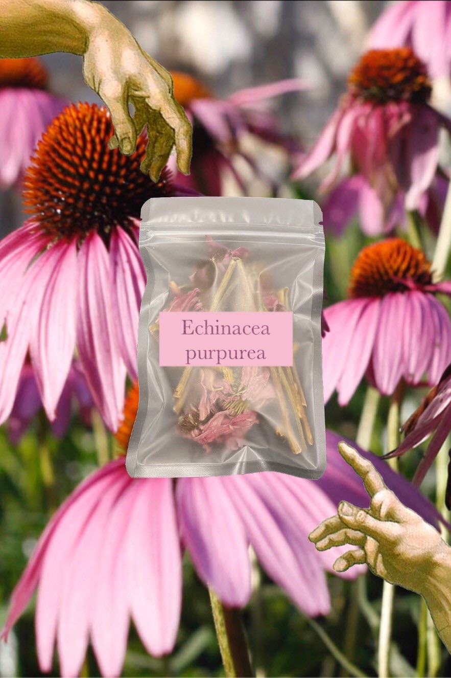 🌷 Echinacea 紫錐菊（Purple coneflower